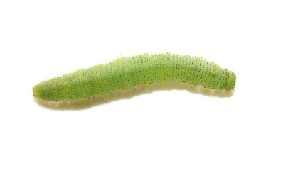 Green caterpillar larva from the white butterfly pieris napi isolated on white background