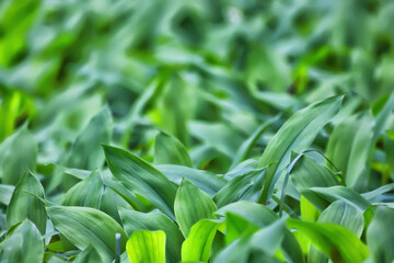 lilies of the valley leaves green background, nature fresh green garden texture