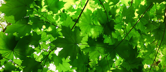 branches leaves summer maple green background tree fresh growth