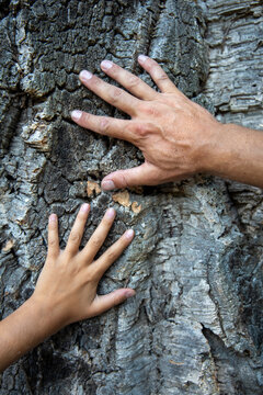 mains d'omme et d'enfant pos&eacute;es sur un viel arbre