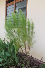water fir plants in the garden of the house,white wall and window background