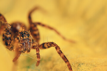 spider jumper macro, arachnophobia, beautiful jumping spider, poisonous spider