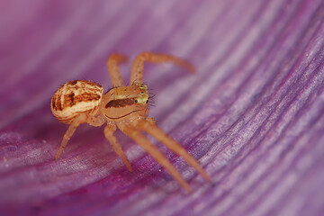 spider jumper macro, arachnophobia, beautiful jumping spider, poisonous spider