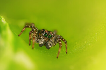 spider jumper macro, arachnophobia, beautiful jumping spider, poisonous spider
