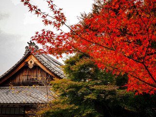 【京都】金福寺の紅葉