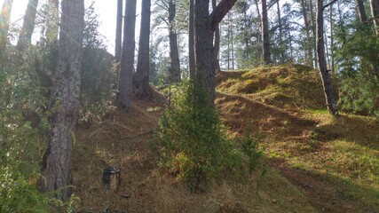 A hilly area of forest where pine and juniper trees grow.
