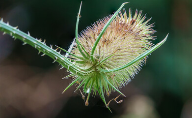 beautiful Wild Teasel (Dipsacus fullonum) thistle on Salisbury Plain, UK
