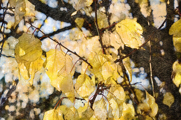 Apricot tree with yellow leaves. Branches of a fruit tree with f