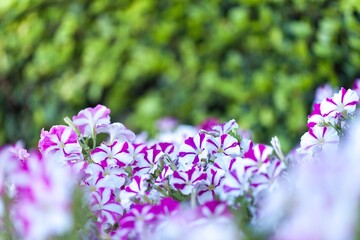 Obraz premium Geranium.