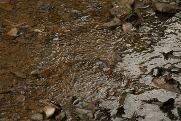 Texture of water and stones. Forest source