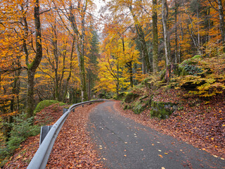 Asphalt road with fallen leaves running through an autumn forest. Autumn foliage in the woods of the mountains of Val Masino in Lombardy, Italy