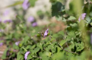 Pszczoła lepiarka Colletes daviesanus  na kwiatku werbeny