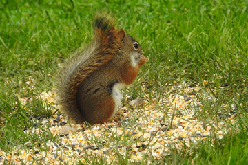 Red Squirrel