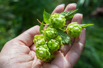 Green hop cones in hand. Close-up.