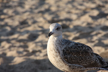 seagull on the beach