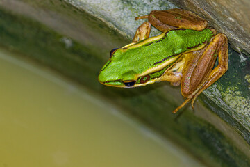 Green frog (Hylarana erythraea) in Satuek local park, Buriram, Thailand.