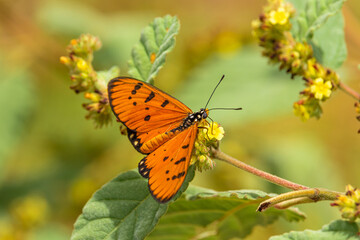 The tawny coster butterfly (Acraea terpsicore) in Satuek local park, Buriram, Thailand.