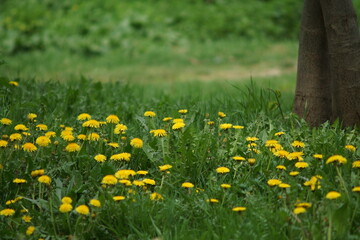 Obraz premium summer