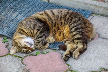 Beautiful striped pussy sleeps on the pavement in hot weather
