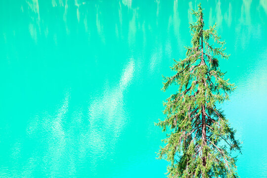 Fir tree at water lake background . Coniferous tree at turquoise color background © russieseo
