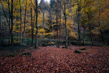 Fallen leaves in the forest in autumn
