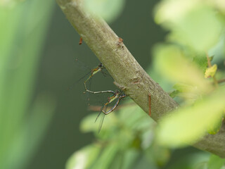 Willow Emerald Damselfly Laying an Egg in a Tree Bark