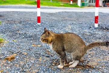 Domestic cat pooping on gravel floor.