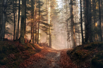 Morning sun on forest path