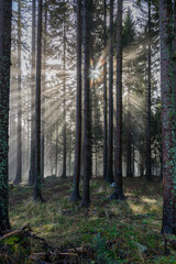 Morning light through the fog