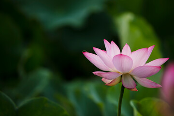 Obraz premium Lotus flower on the water