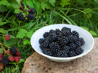 Freshly picked ripe blackberries