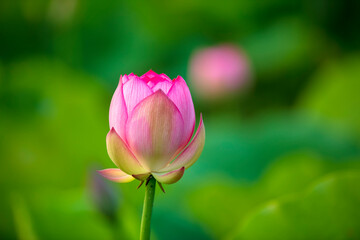 Lotus flower on the water