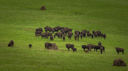European Bison on the green meadow. The Bieszczady Mountains,  Carpathians. Poland.