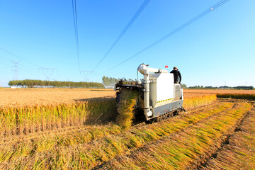 Harvester machine is harvesting rice