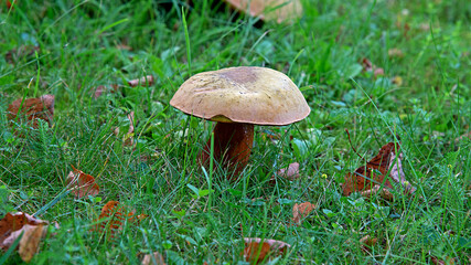 A hat mushroom, whose fruiting bodies have tubular caps, growing on the lawn of the square in the village of Iłowo Osada in warmia in Poland. © Jacek Sakowicz