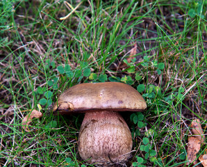 A hat mushroom, whose fruiting bodies have tubular caps, growing on the lawn of the square in the village of Iłowo Osada in warmia in Poland. © Jacek Sakowicz