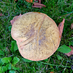A hat mushroom, whose fruiting bodies have tubular caps, growing on the lawn of the square in the village of Iłowo Osada in warmia in Poland. © Jacek Sakowicz