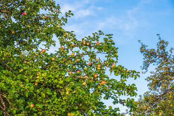 Fototapeta na wymiar Apple tree with ripe apples
