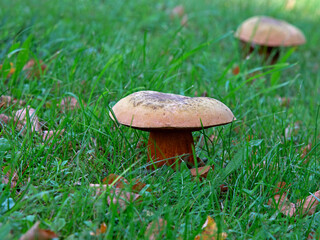 A hat mushroom, whose fruiting bodies have tubular caps, growing on the lawn of the square in the village of Iłowo Osada in warmia in Poland. © Jacek Sakowicz