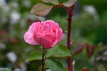 friedhof, grabdekoration