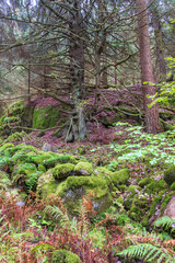Old growth forest with moss covered rocks and a gnarly spruce tree