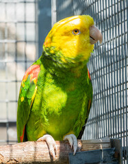 Obraz premium yellow-headed amazon (Amazona oratrix),