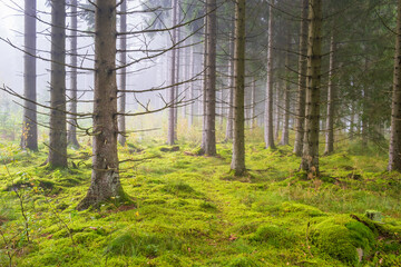 Coniferous forest a foggy morning