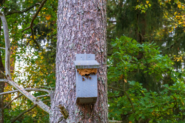 Nestbox with european hornet wasp