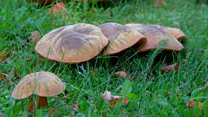 A hat mushroom, whose fruiting bodies have tubular caps, growing on the lawn of the square in the village of Iłowo Osada in warmia in Poland. © Jacek Sakowicz