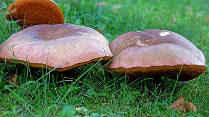 A hat mushroom, whose fruiting bodies have tubular caps, growing on the lawn of the square in the village of Iłowo Osada in warmia in Poland. © Jacek Sakowicz