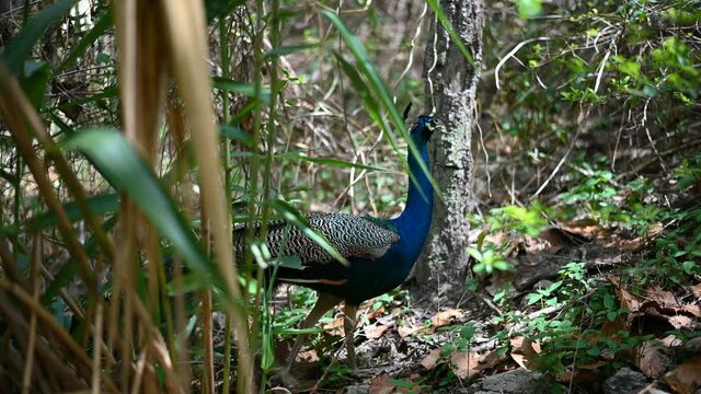 A Male Peacock or Green peafowl while displaying Colorful Plumage for a female during mating season in the forest.