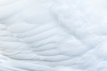 Feathers of a white swan