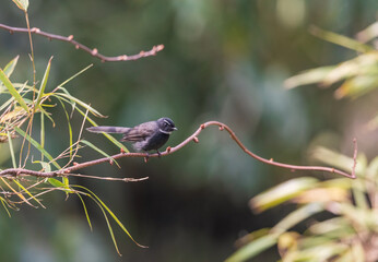 White-throated fantail (Rhipidura albicollis) at Mishmi Hills, Arunachal Pradesh, India