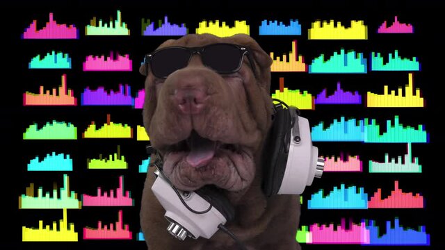 DJ french bulldog with headphones